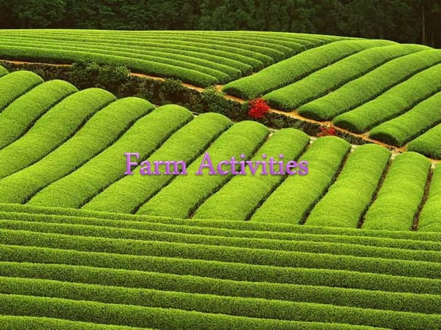 The Story Of Village Palampur