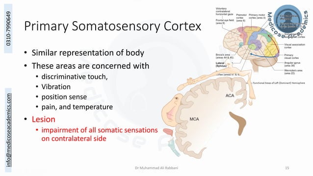 The Structural and Functional Localization of Cerebral Cortex | PDF ...