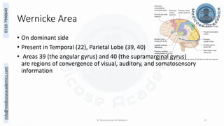 The Structural and Functional Localization of Cerebral Cortex | PDF
