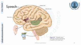 The Structural and Functional Localization of Cerebral Cortex | PDF