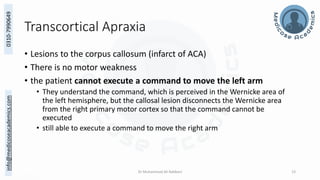 The Structural and Functional Localization of Cerebral Cortex | PDF