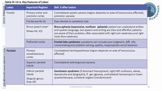 The Structural and Functional Localization of Cerebral Cortex | PDF