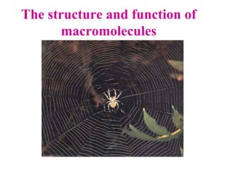 The structure and function of
macromolecules

 