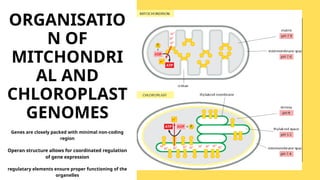 the structure and function of mitchondrial and chloroplast genomE ...