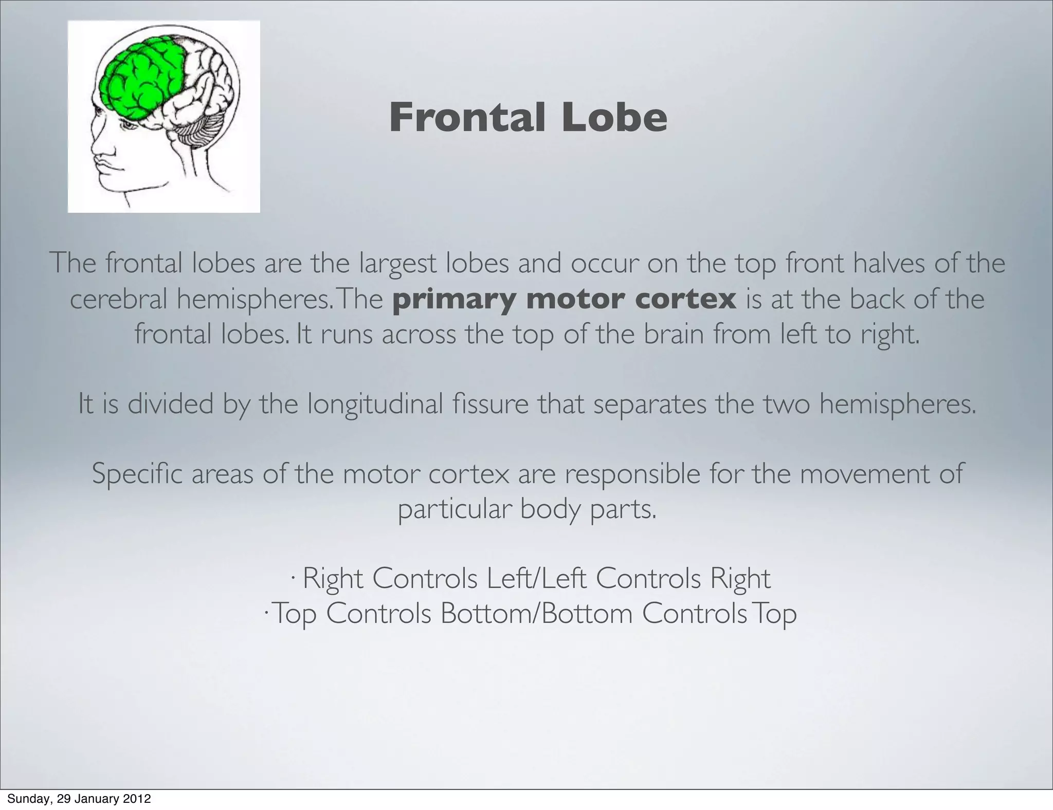 The structure and function of the brain | PDF
