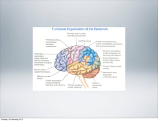 The structure and function of the brain | PDF