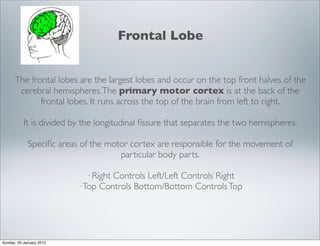 The structure and function of the brain | PDF