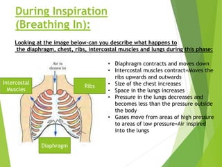 The Structure and Function of the Respiratory System PowerPoint (2).pdf