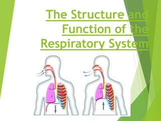The Structure and
Function of the
Respiratory System
 