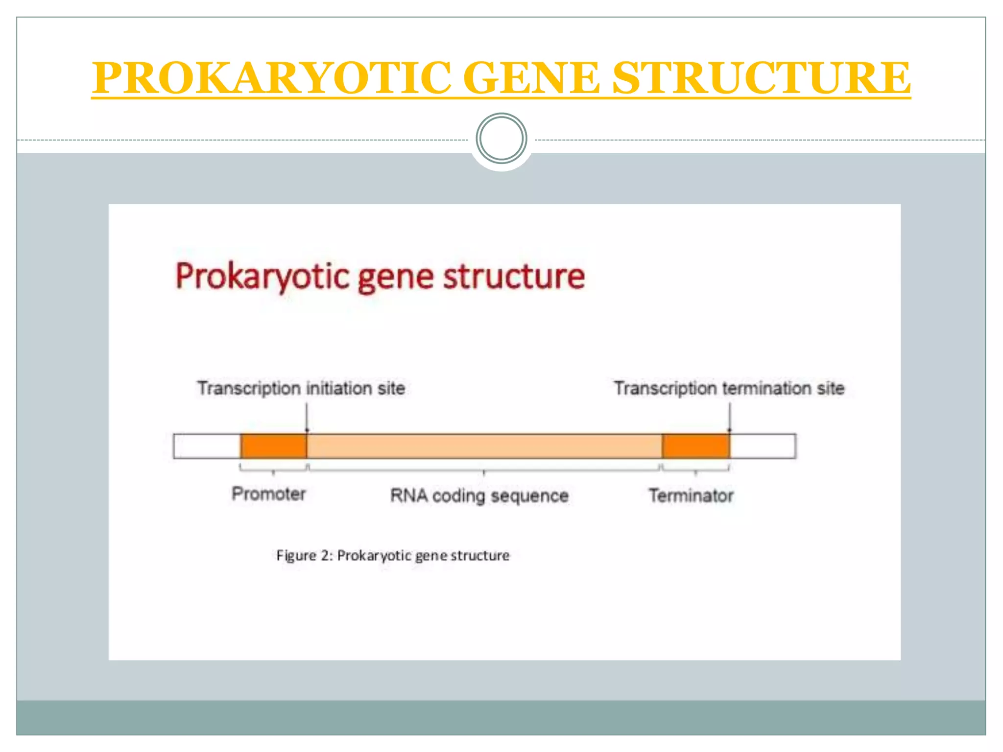 PROKARYOTIC GENE STRUCTURE
 