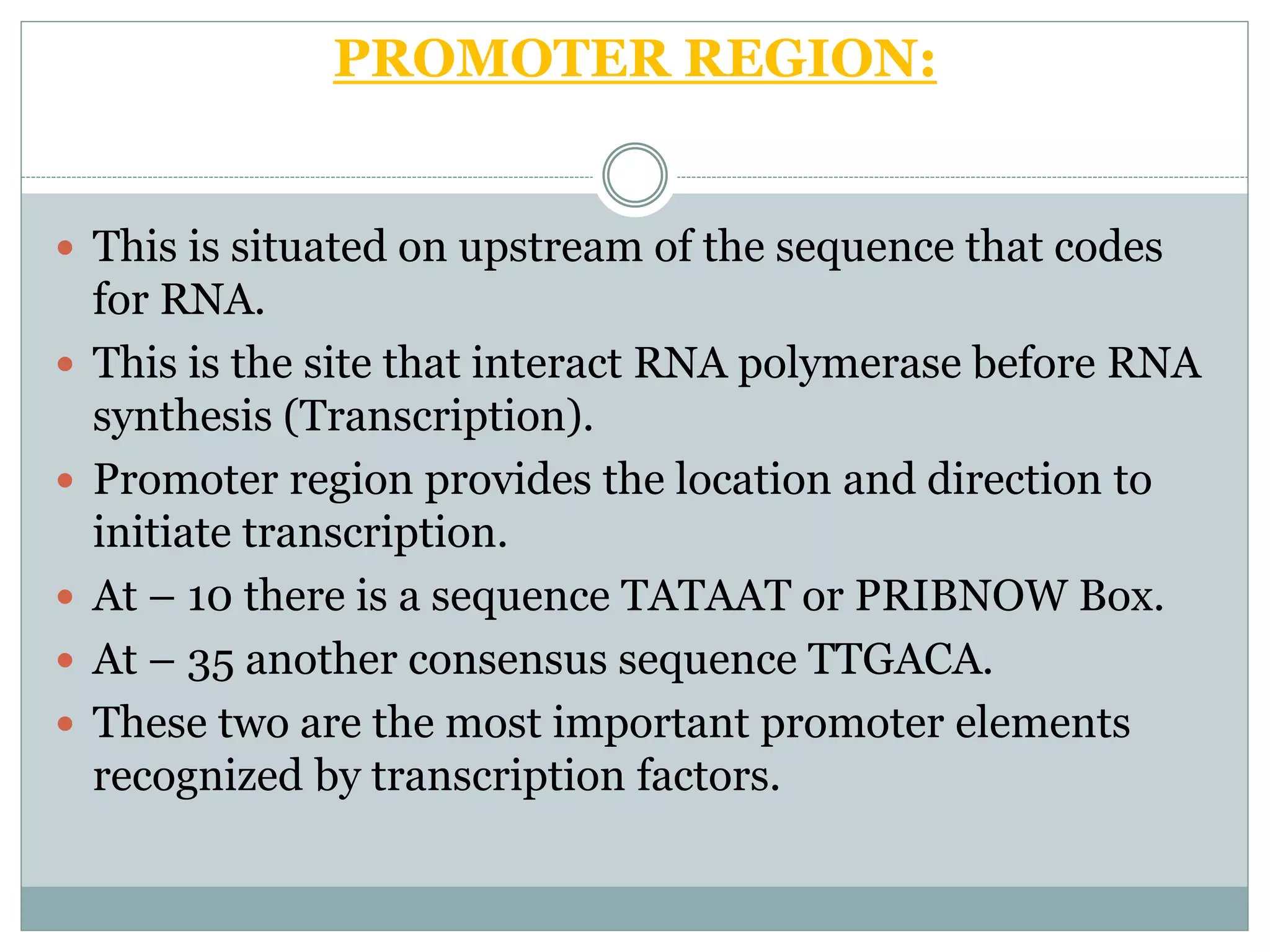 PROMOTER REGION:
 This is situated on upstream of the sequence that codes
for RNA.
 This is the site that interact RNA polymerase before RNA
synthesis (Transcription).
 Promoter region provides the location and direction to
initiate transcription.
 At – 10 there is a sequence TATAAT or PRIBNOW Box.
 At – 35 another consensus sequence TTGACA.
 These two are the most important promoter elements
recognized by transcription factors.
 