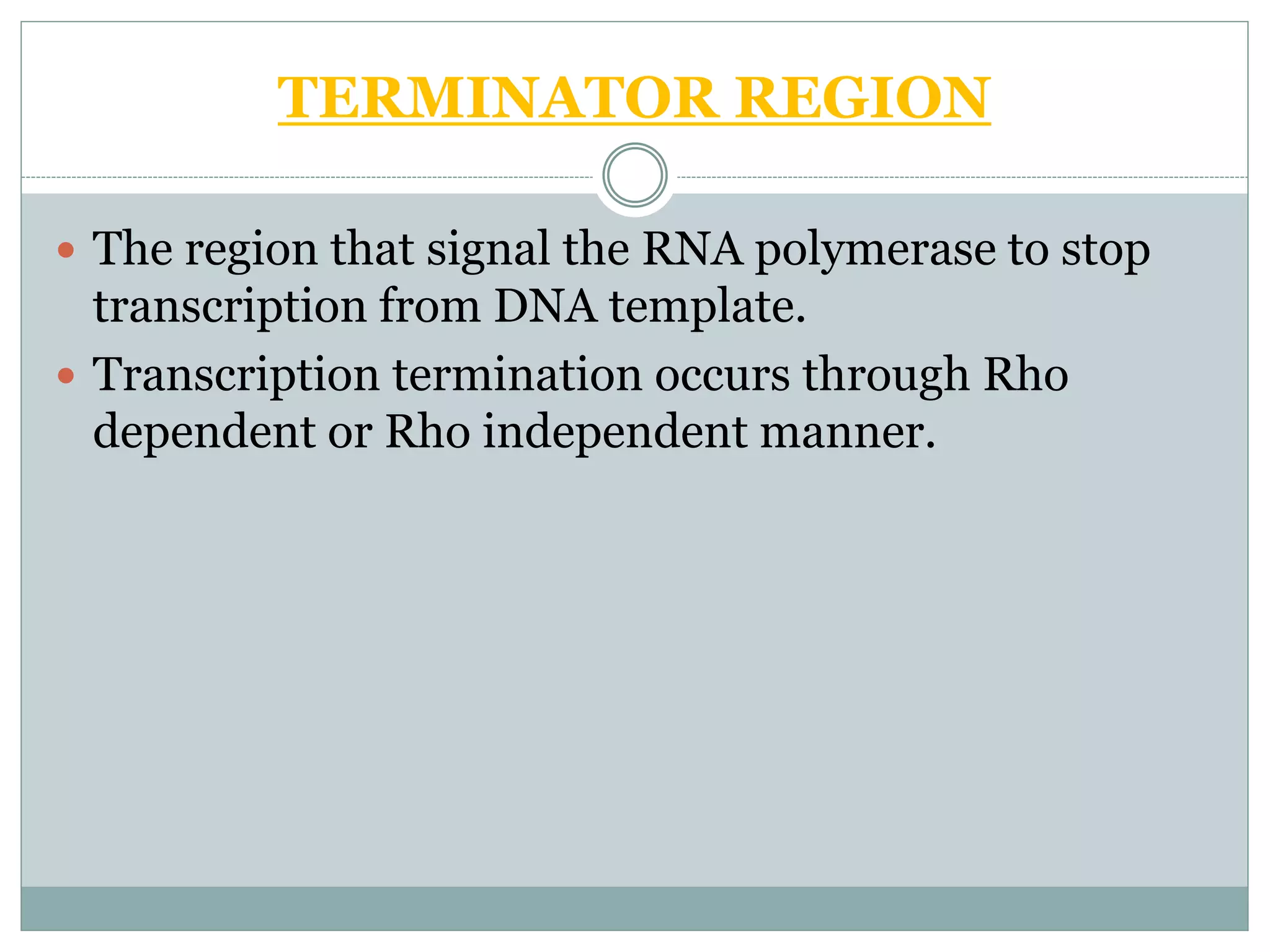 TERMINATOR REGION
 The region that signal the RNA polymerase to stop
transcription from DNA template.
 Transcription termination occurs through Rho
dependent or Rho independent manner.
 