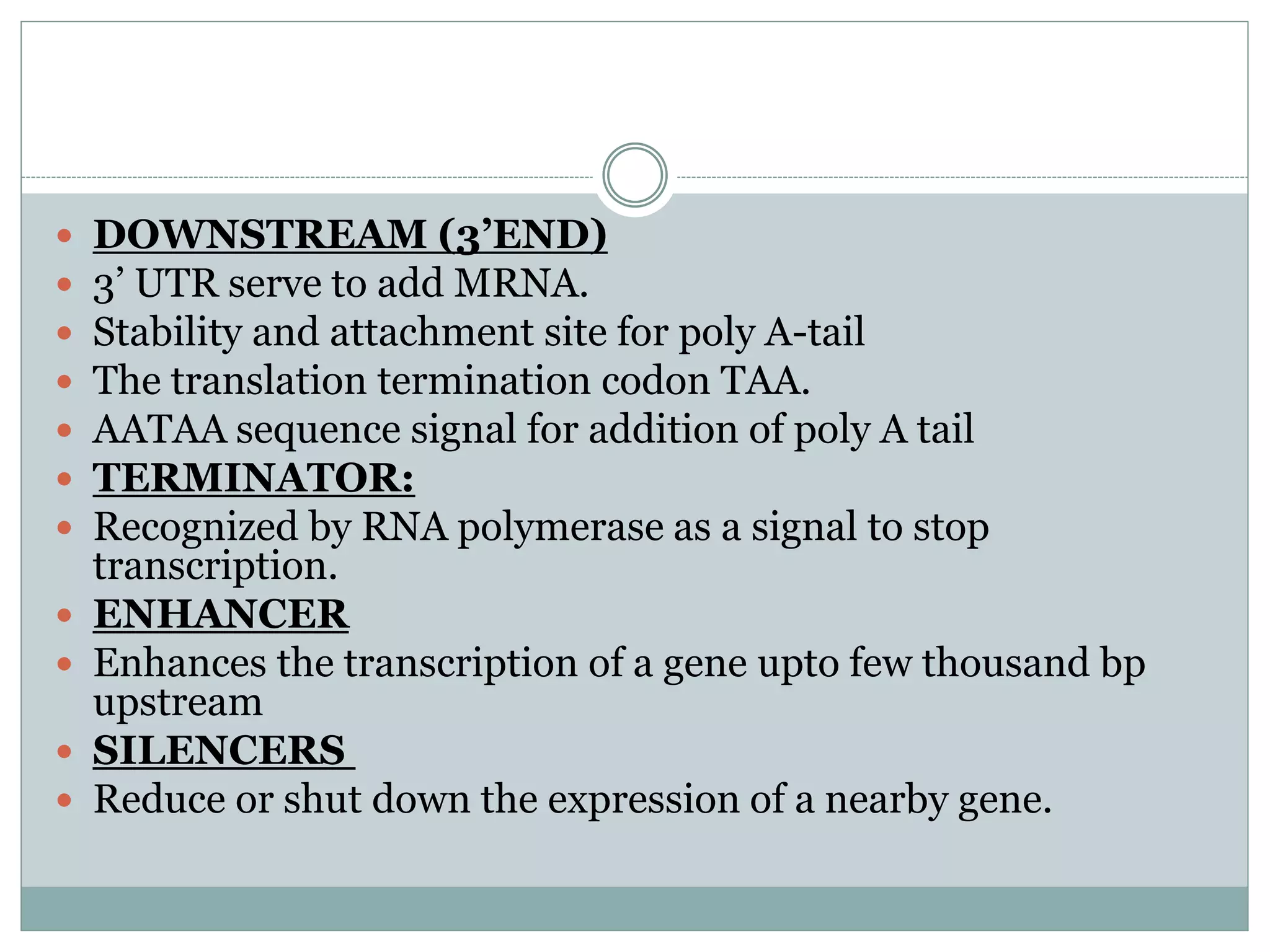  DOWNSTREAM (3’END)
 3’ UTR serve to add MRNA.
 Stability and attachment site for poly A-tail
 The translation termination codon TAA.
 AATAA sequence signal for addition of poly A tail
 TERMINATOR:
 Recognized by RNA polymerase as a signal to stop
transcription.
 ENHANCER
 Enhances the transcription of a gene upto few thousand bp
upstream
 SILENCERS
 Reduce or shut down the expression of a nearby gene.
 