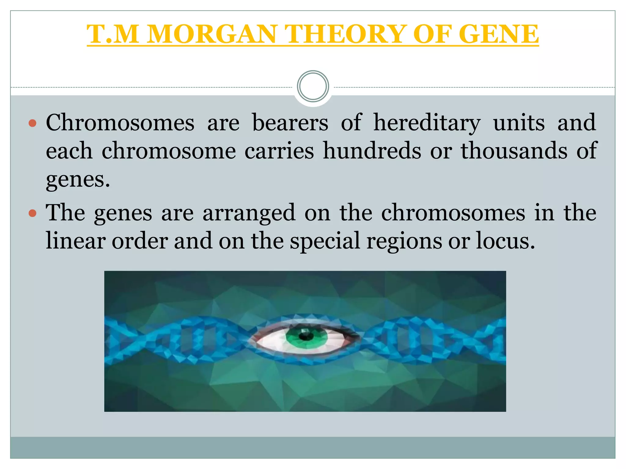 T.M MORGAN THEORY OF GENE
 Chromosomes are bearers of hereditary units and
each chromosome carries hundreds or thousands of
genes.
 The genes are arranged on the chromosomes in the
linear order and on the special regions or locus.
 
