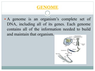 GENOME
 A genome is an organism’s complete set of
DNA, including all of its genes. Each genome
contains all of the information needed to build
and maintain that organism.
 