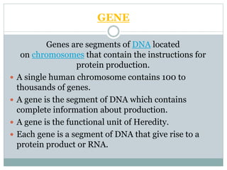 GENE
Genes are segments of DNA located
on chromosomes that contain the instructions for
protein production.
 A single human chromosome contains 100 to
thousands of genes.
 A gene is the segment of DNA which contains
complete information about production.
 A gene is the functional unit of Heredity.
 Each gene is a segment of DNA that give rise to a
protein product or RNA.
 