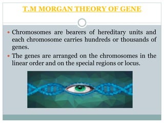 T.M MORGAN THEORY OF GENE
 Chromosomes are bearers of hereditary units and
each chromosome carries hundreds or thousands of
genes.
 The genes are arranged on the chromosomes in the
linear order and on the special regions or locus.
 