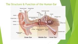 The Structure & Function of the Human Ear
 