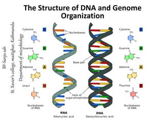 The Structure of DNA and Genome
Organization
BY-Sanju
sah
St.
Xavier’s
college,
maitighar,
Kathmandu
Department
of
microbiology
 