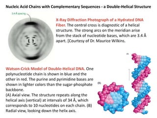 The structure of dna and genome ogranization | PPTX