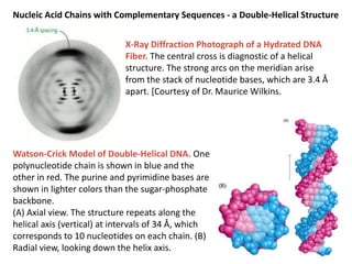 Nucleic Acid Chains with Complementary Sequences - a Double-Helical Structure
X-Ray Diffraction Photograph of a Hydrated D...