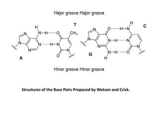 Structures of the Base Pairs Proposed by Watson and Crick.
 