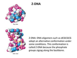 The structure of dna and genome ogranization 