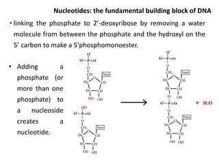 • linking the phosphate to 2’-deoxyribose by removing a water
molecule from between the phosphate and the hydroxyl on the
...