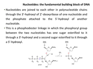 • Nucleotides are joined to each other in polynucleotide chains
through the 3’-hydroxyl of 2’-deoxyribose of one nucleotid...