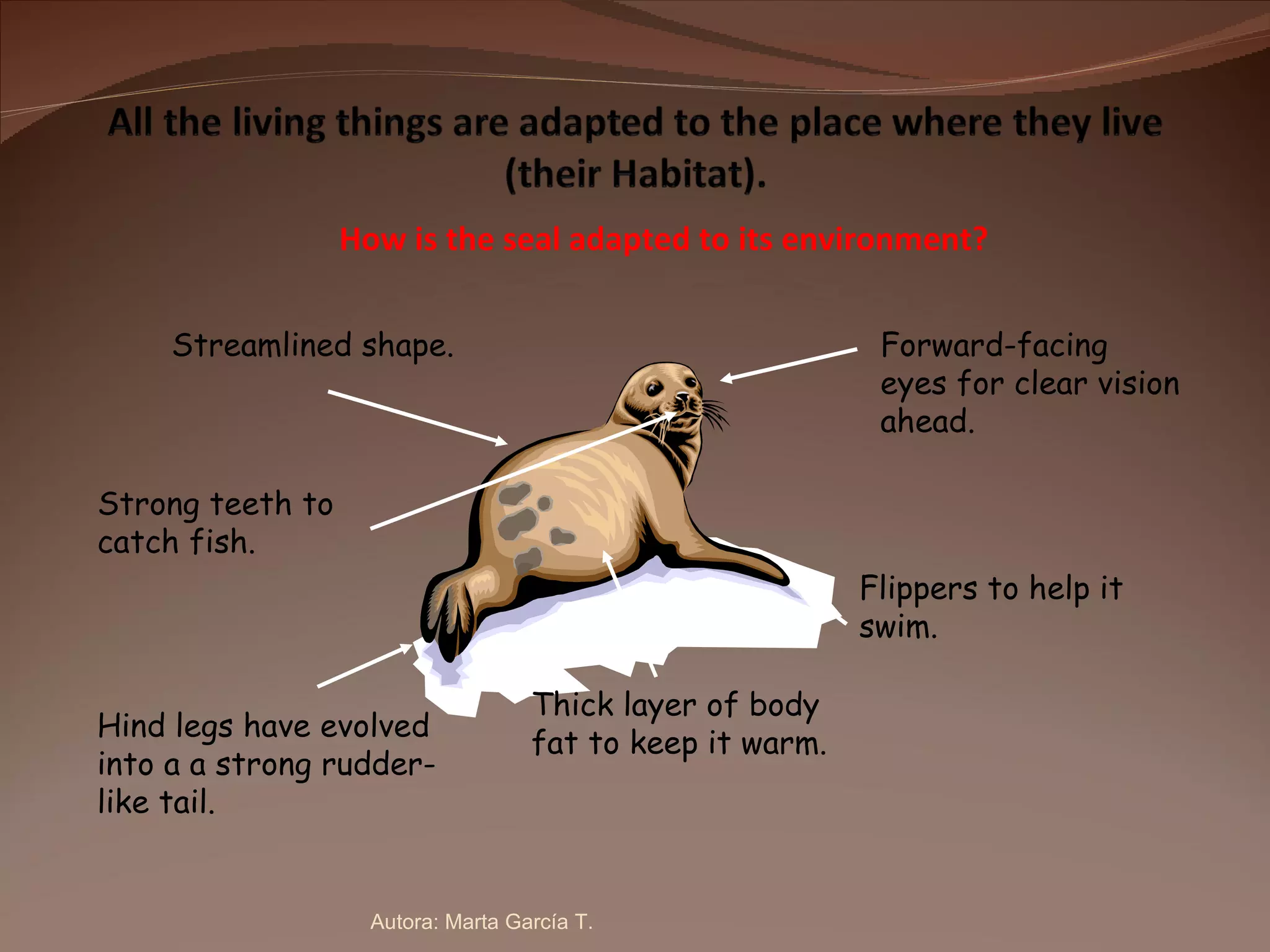 Flippers to help it swim. Streamlined shape. Thick layer of body fat to keep it warm. Strong teeth to catch fish. Forward-facing eyes for clear vision ahead. Hind legs have evolved into a a strong rudder-like tail. How is the seal adapted to its environment? Autora: Marta García T. 