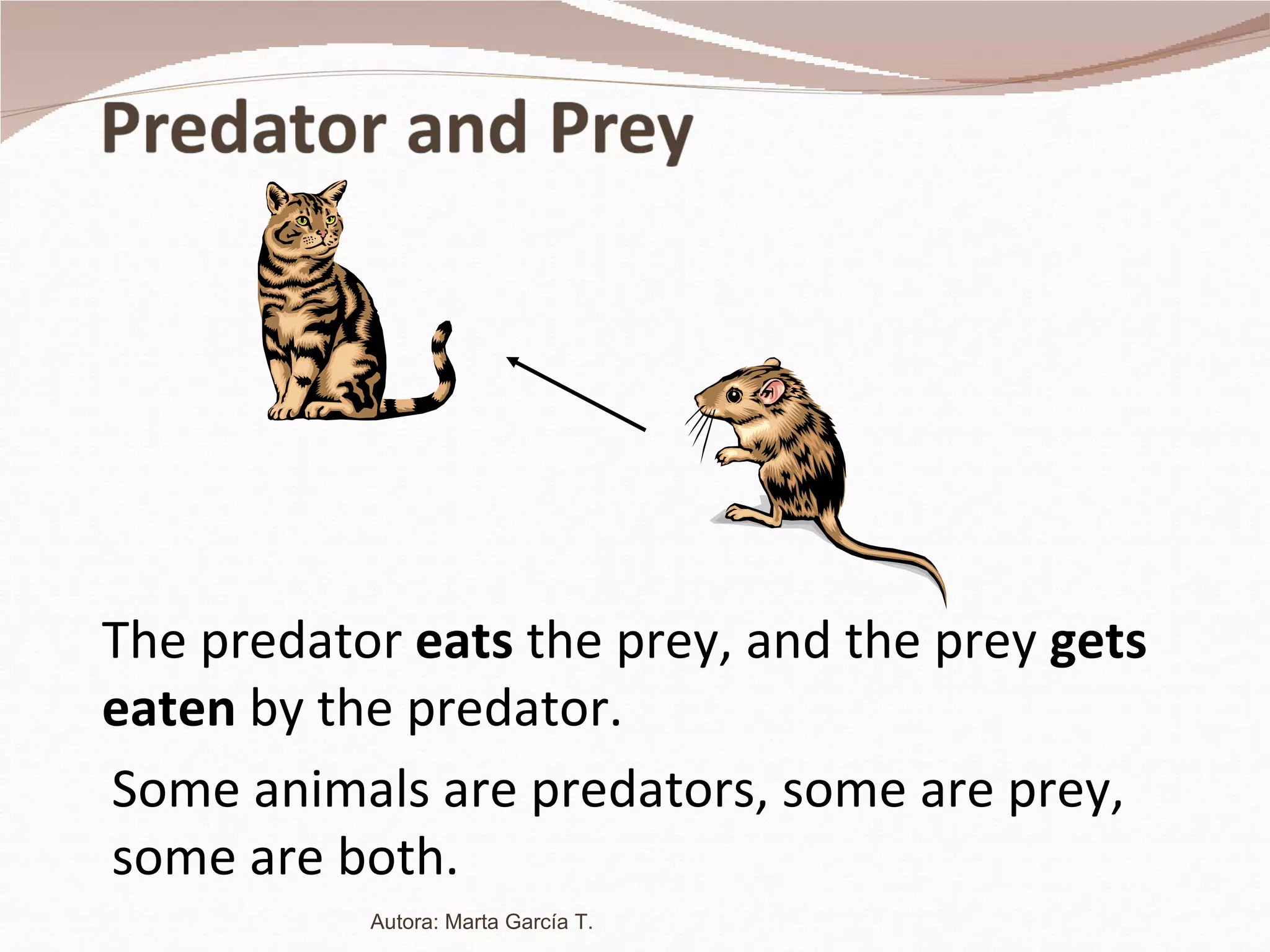 Some animals are predators, some are prey, some are both. The predator  eats  the prey, and the prey  gets eaten  by the predator. Autora: Marta García T. 