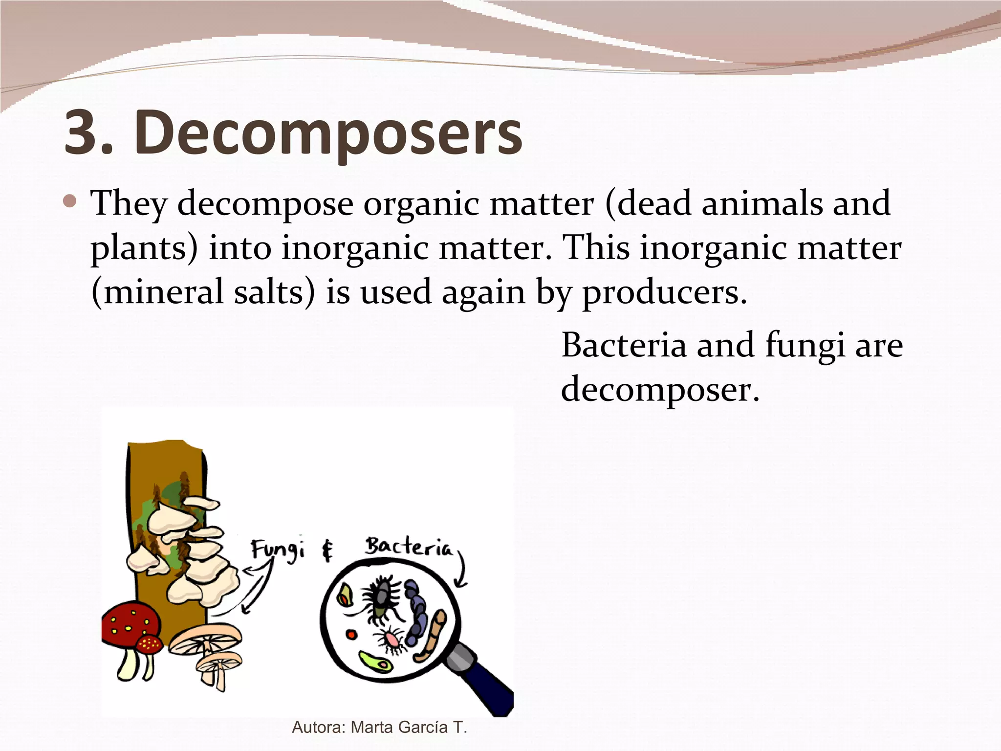 3. Decomposers They decompose organic matter (dead animals and plants) into inorganic matter. This inorganic matter (mineral salts) is used again by producers. Bacteria and fungi are  decomposer. Autora: Marta García T. 