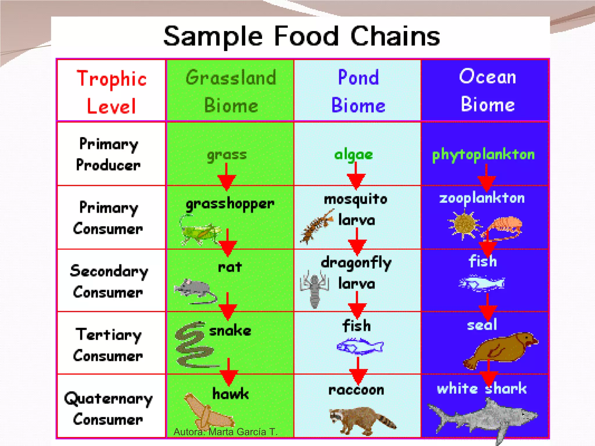 Autora: Marta García T. 