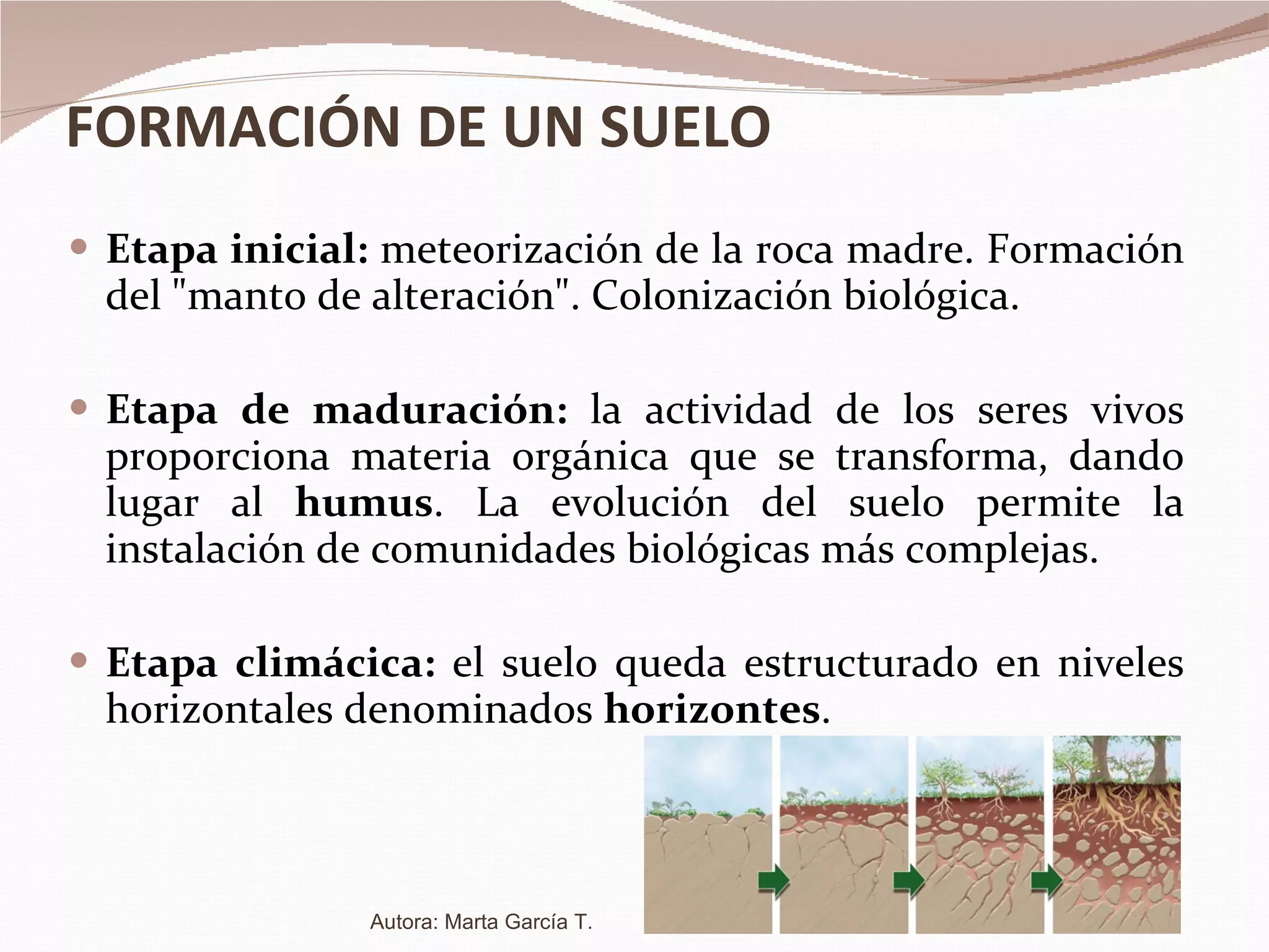 FORMACIÓN DE UN SUELO Etapa inicial:  meteorización de la roca madre. Formación del "manto de alteración". Colonización biológica.  Etapa de maduración:  la actividad de los seres vivos proporciona materia orgánica que se transforma, dando lugar al  humus . La evolución del suelo permite la instalación de comunidades biológicas más complejas. Etapa climácica:  el suelo queda estructurado en niveles horizontales denominados  horizontes .  Autora: Marta García T. 