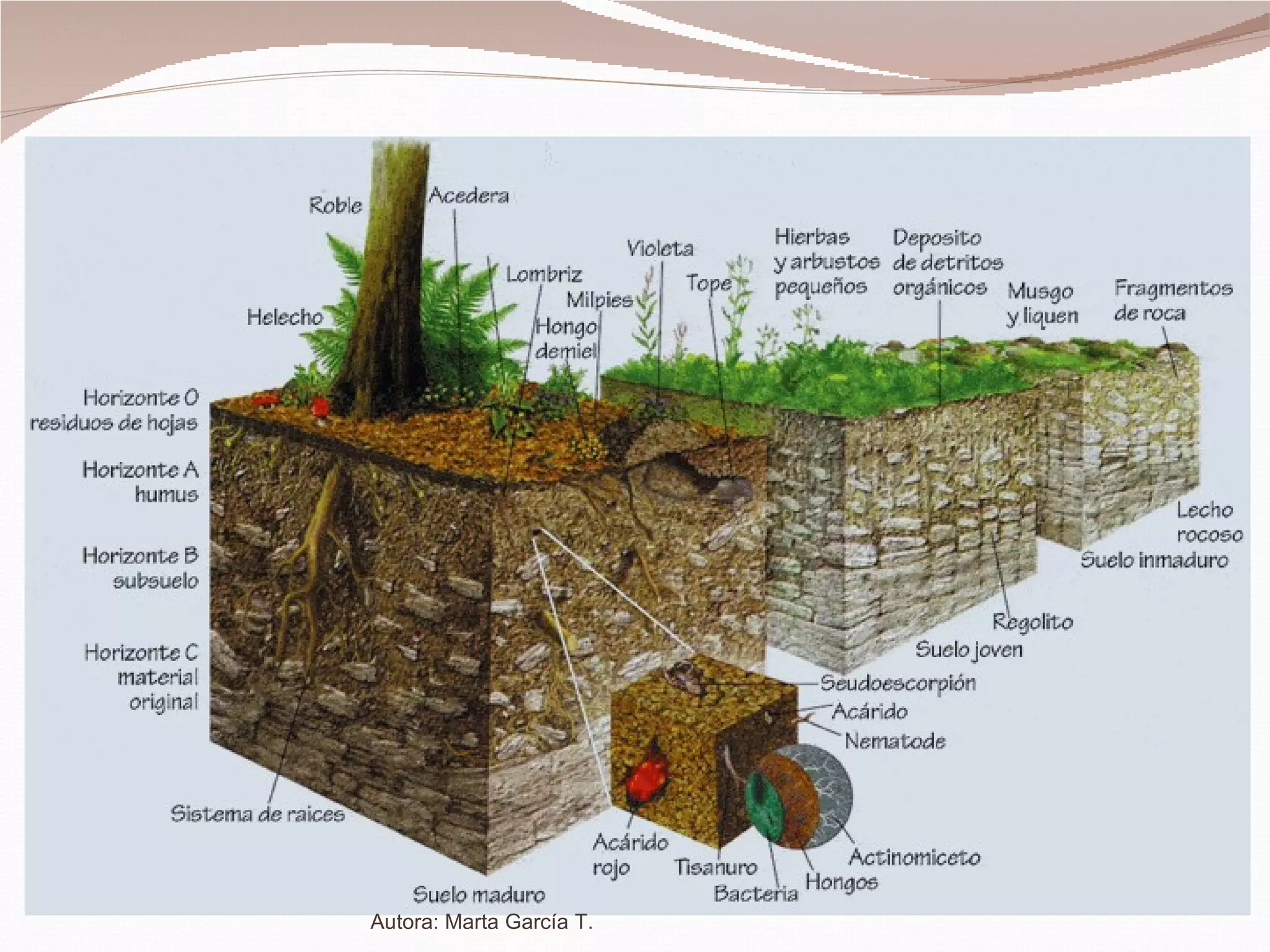 Autora: Marta García T. 