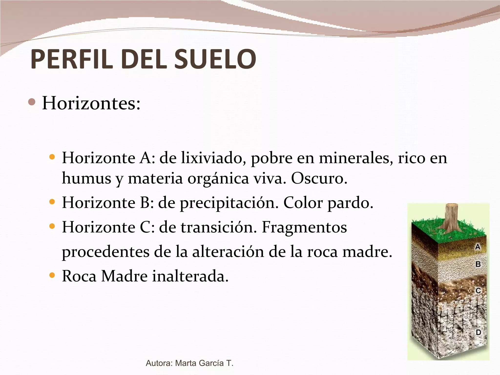 PERFIL DEL SUELO Horizontes: Horizonte A: de lixiviado, pobre en minerales, rico en humus y materia orgánica viva. Oscuro. Horizonte B: de precipitación. Color pardo. Horizonte C: de transición. Fragmentos  procedentes de la alteración de la roca madre. Roca Madre inalterada. Autora: Marta García T. 