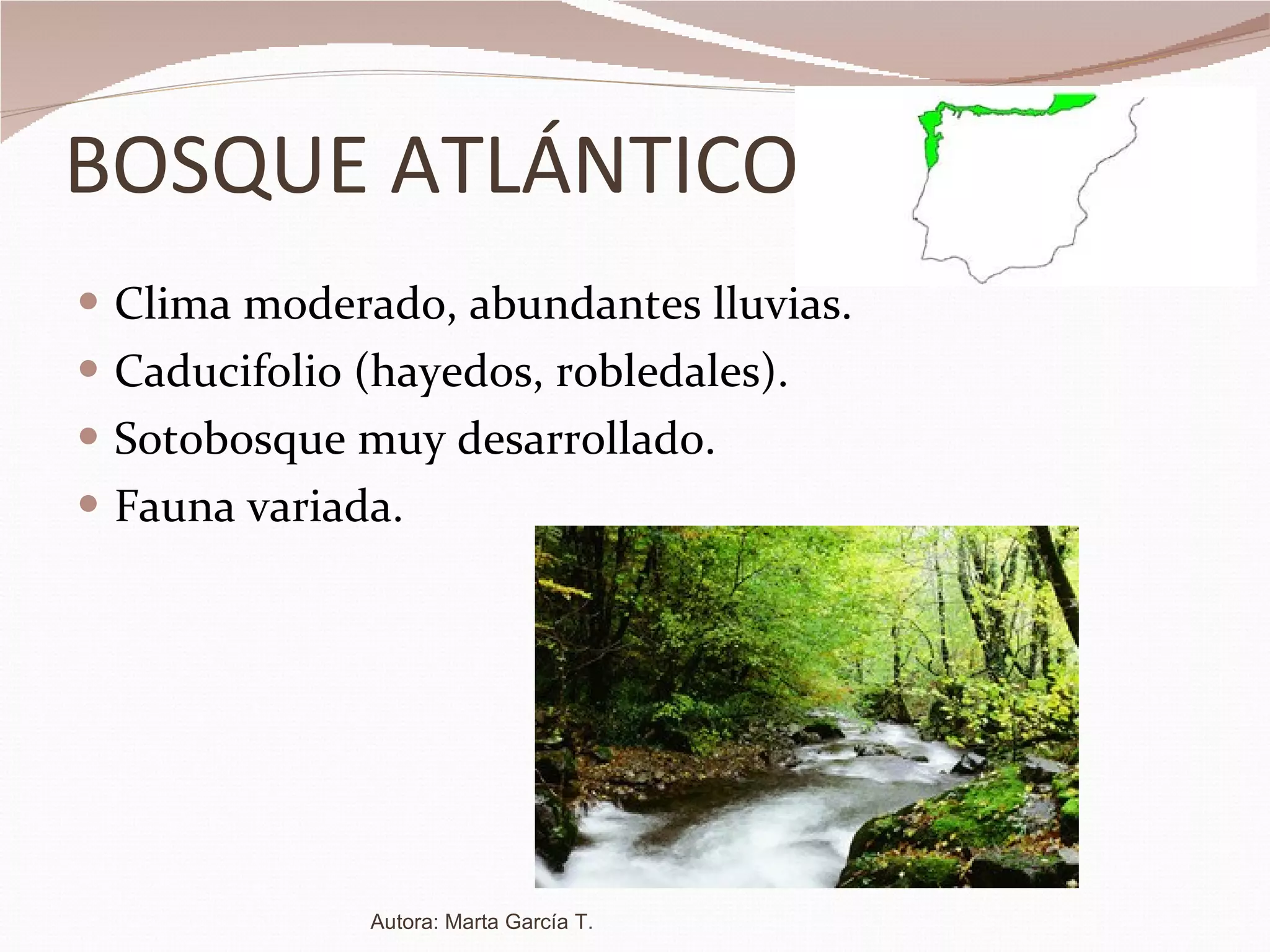 BOSQUE ATLÁNTICO Clima moderado, abundantes lluvias. Caducifolio (hayedos, robledales). Sotobosque muy desarrollado. Fauna variada. Autora: Marta García T. 