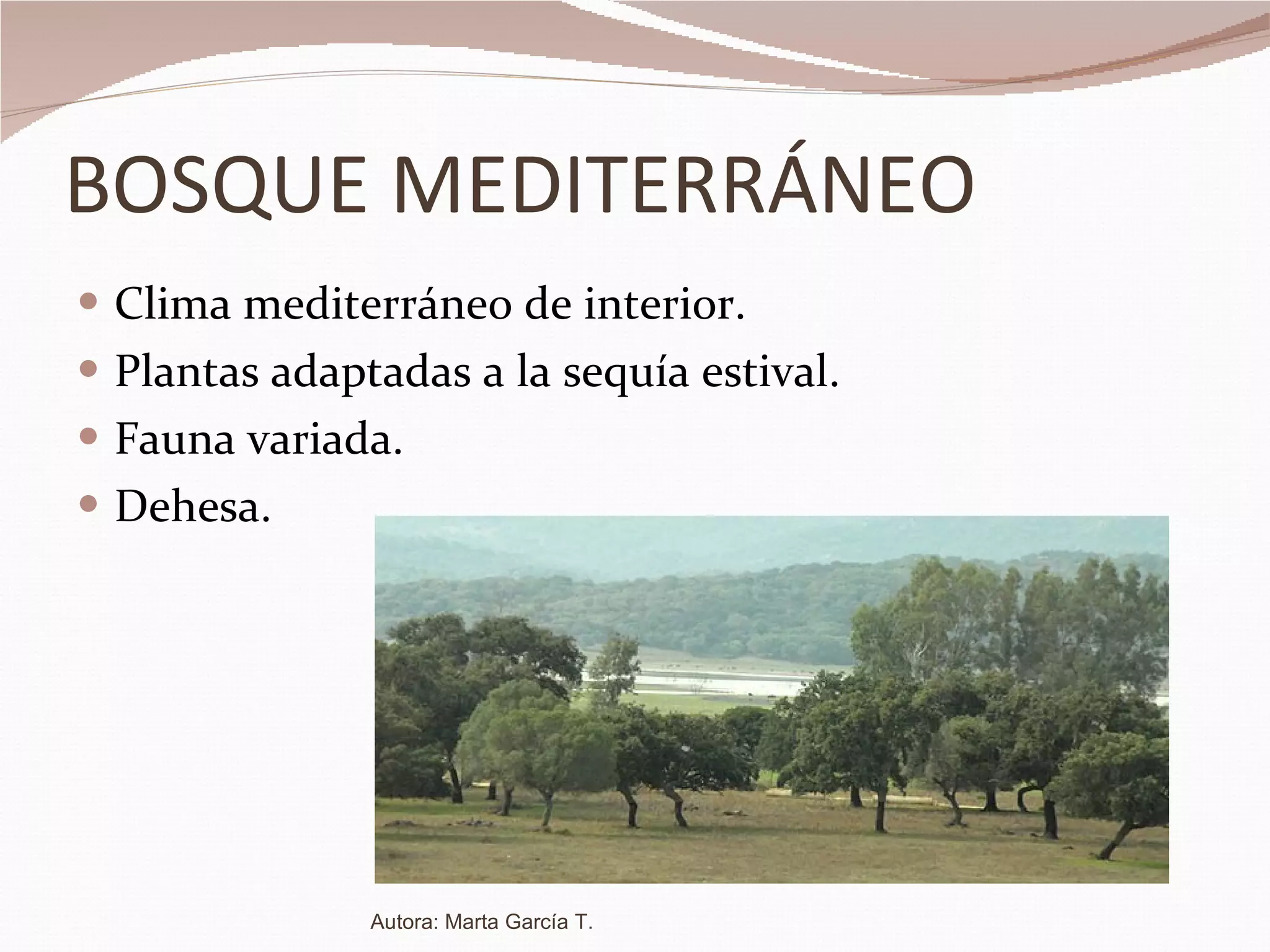 BOSQUE MEDITERRÁNEO Clima mediterráneo de interior. Plantas adaptadas a la sequía estival. Fauna variada. Dehesa. Autora: Marta García T. 