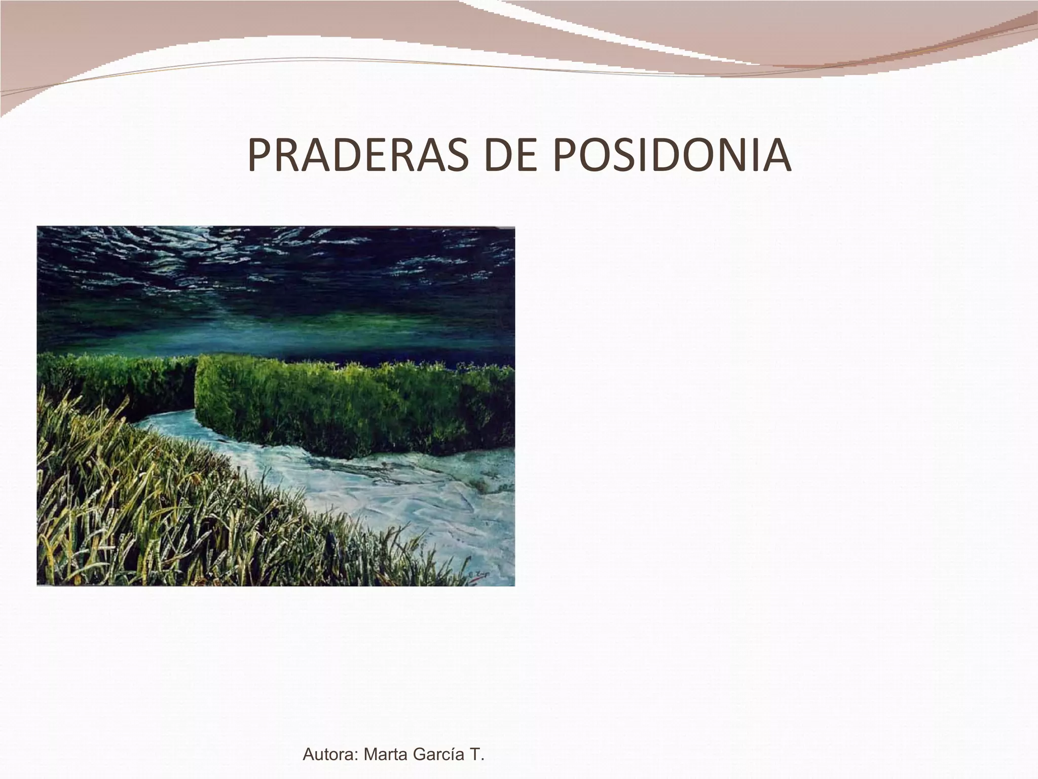 PRADERAS DE POSIDONIA Autora: Marta García T. 