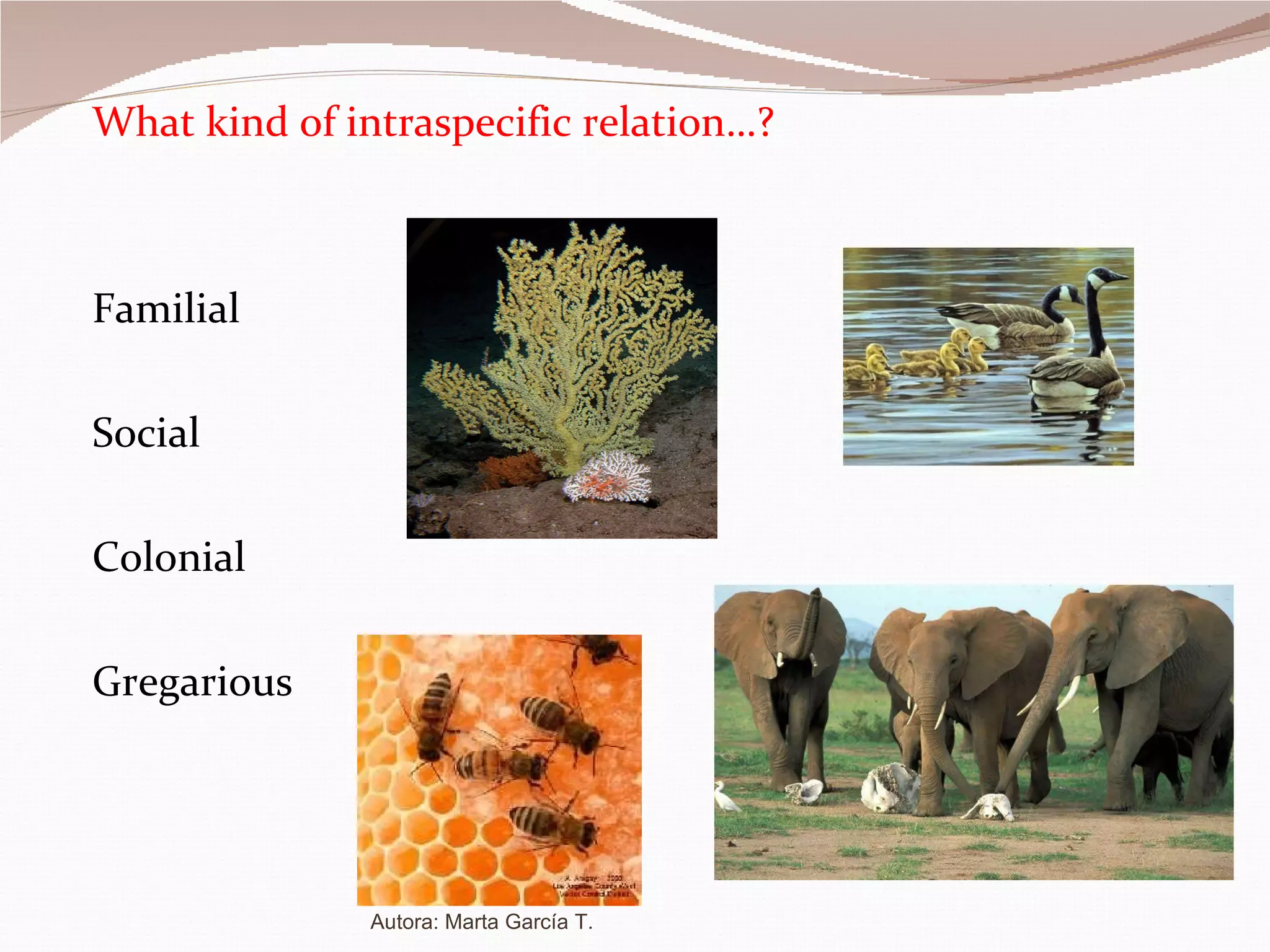 What kind of intraspecific relation…? Familial Social Colonial Gregarious Autora: Marta García T. 