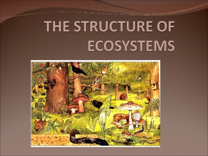 essay about structure of ecosystem