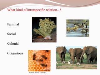 What kind of intraspecific relation…?
Familial
Social
Colonial
Gregarious
Autora: Marta García T.
 