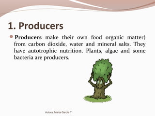 1. Producers
Producers make their own food organic matter)
from carbon dioxide, water and mineral salts. They
have autotrophic nutrition. Plants, algae and some
bacteria are producers.
Autora: Marta García T.
 