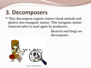3. Decomposers
They decompose organic matter (dead animals and
plants) into inorganic matter. This inorganic matter
(mineral salts) is used again by producers.
Bacteria and fungi are
decomposer.
Autora: Marta García T.
 