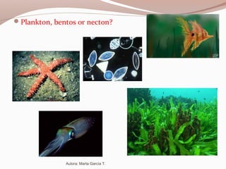 Plankton, bentos or necton?
Autora: Marta García T.
 