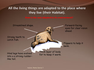 Flippers to help it
swim.
Streamlined shape.
Thick layer of body
fat to keep it warm.
Strong teeth to
catch fish.
Forward-facing
eyes for clear vision
ahead.
Hind legs have evolved
into a a strong rudder-
like tail.
How is the seal adapted to its environment?
Autora: Marta García T.
 
