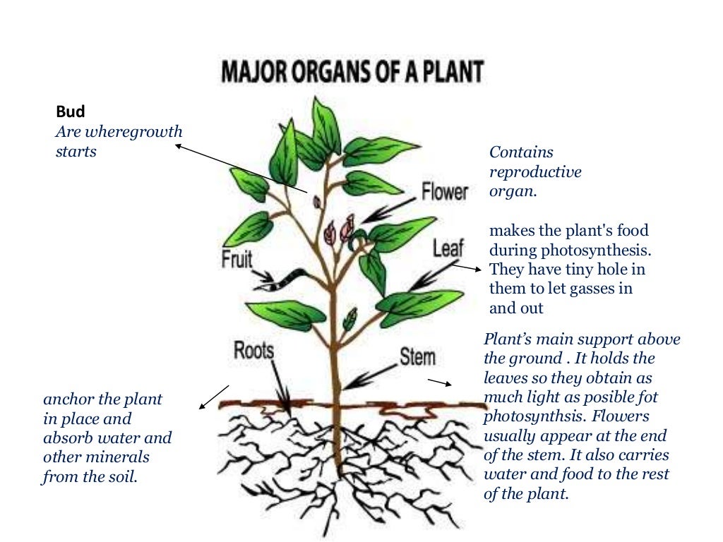 The structure of green plants