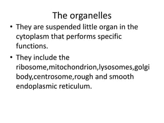 The organelles
• They are suspended little organ in the
cytoplasm that performs specific
functions.
• They include the
ribosome,mitochondrion,lysosomes,golgi
body,centrosome,rough and smooth
endoplasmic reticulum.
 