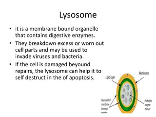 Lysosome
• it is a membrane bound organelle
that contains digestive enzymes.
• They breakdown excess or worn out
cell parts and may be used to
invade viruses and bacteria.
• If the cell is damaged beyound
repairs, the lysosome can help it to
self destruct in the of apoptosis.
 