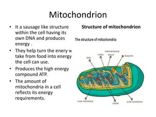 Structure of mitochondrion
Mitochondrion
• It a sausage like structure
within the cell having its
own DNA and produces
energy .
• They help turn the enery we
take from food into energy
the cell can use.
• Produces the high energy
compound ATP.
• The amount of
mitochondria in a cell
reflects its energy
requirements.
 